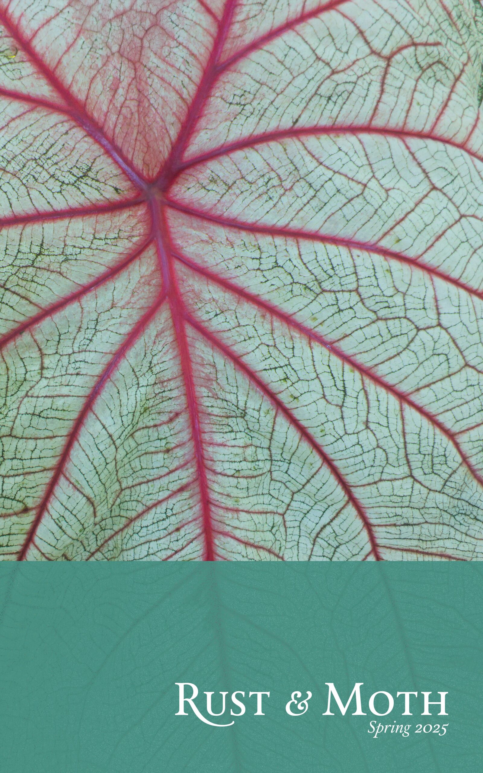 Spring 2025 Front Cover: The veins of a leaf